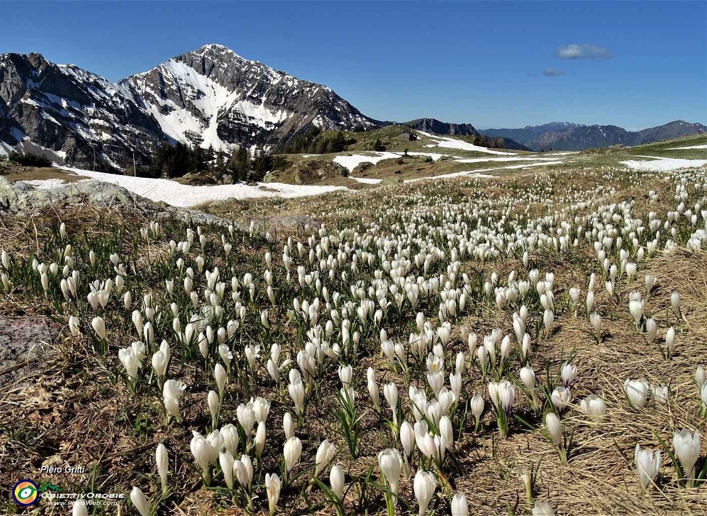 29 Crocus vernus bianchi con Il Pizzo di Roncobello in Menna.JPG